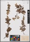 Foto von Salix aurita L.